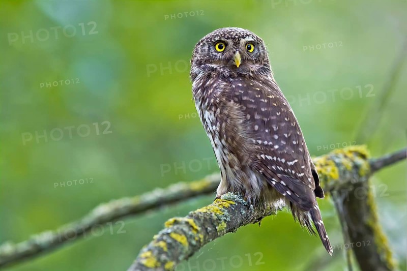Eurasian Pygmy Owl (Glaucidium passerinum) perched on a branch, Bavaria, Germany