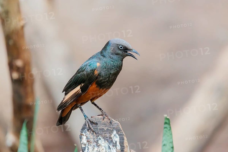 A female red-winged starling (Onychognathus morio) sits on a cut branch. Ethiopia, Kenya, Tanzania, Zambia, Mozambique, Zimbabwe, South Africa