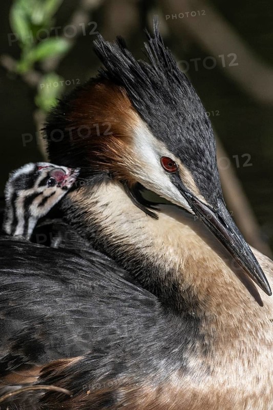 Great Crested Grebe (Podiceps Scalloped ribbonfish) with juvenile, Emsland, Lower Saxony, Germany