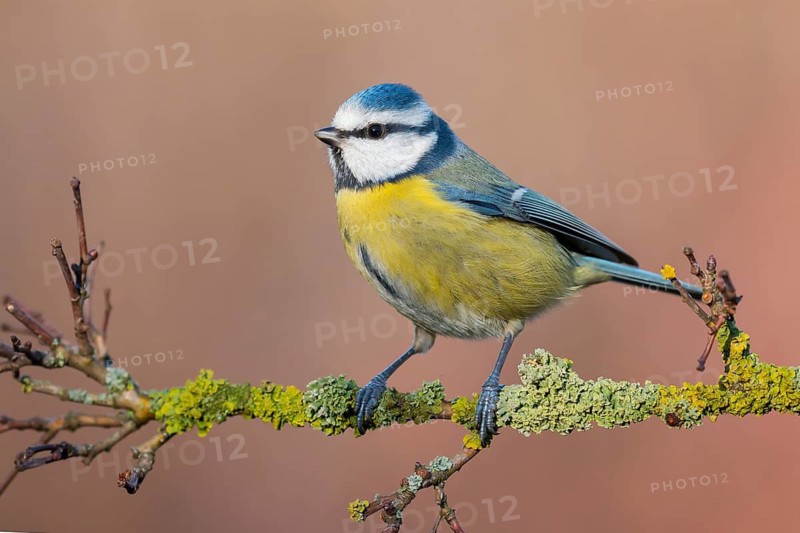 Eurasian Blue Tit (Cyanistes caeruleus) perched on a branch, Lower Saxony, Germany