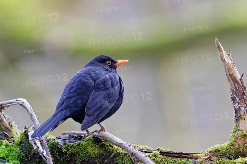Common blackbird (Turdus merula) sitting on a moss-covered branch in natural woodland surroundings, Germany