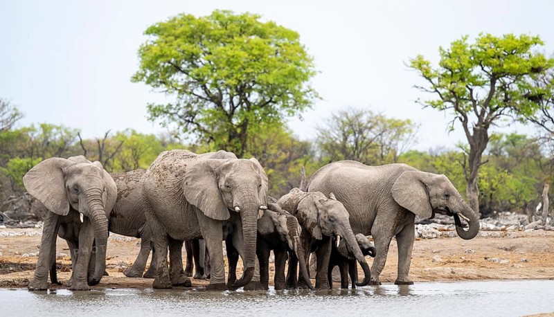 Herd of animals, animal family with young, African elephant (Loxodonta africana) drinking at a waterhole, Etosha National Park, Namibia