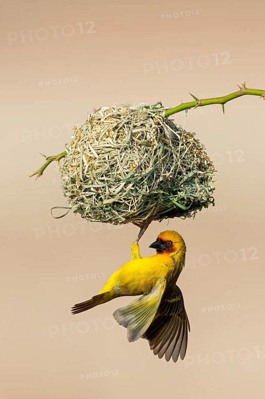 Ruppell's Weaver, Rueppell's Weaver, (Ploceus galbula), weaver bird building a nest, weaver birds, Raysut, Salalah, Dhofar, Oman