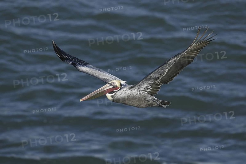 Brown Pelican (Pelecanus occidentalis), California, USA