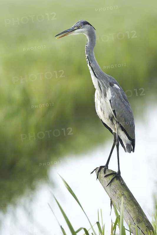 Grey Heron (Ardea cinerea), Netherlands