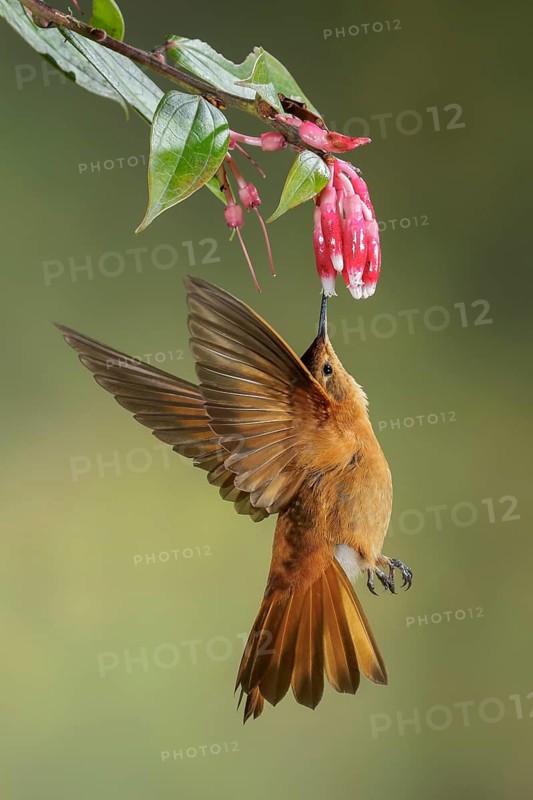Shining Sunbeam (Aglaeactis cupripennis) flying in the Andes Mountains of Colombia