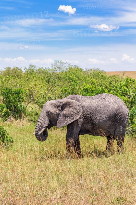 African bush elephant (Loxodonta africana) by green bushes on the savanna, Maasai Mara National Reserve, Kenya