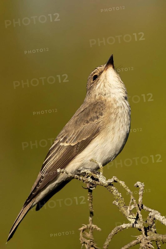 Spotted Flycatcher (Muscicapa striata) perched on a branch, Smaland, Sweden