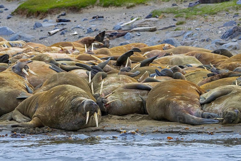 Atlantic walruses (Odobenus rosmarus) colony resting at terrestrial haulout / haul-out on beach along the coast of Svalbard / Spitsbergen in summer