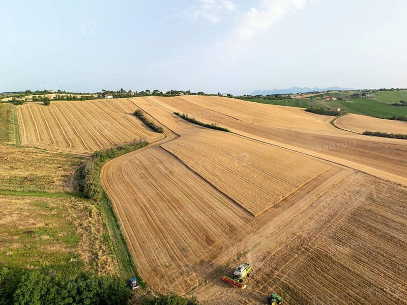 Aerial view of golden wheat fields in Macerata, Italy, with a combine harvester. The light and shadows create a stunning agricultural landscape pattern