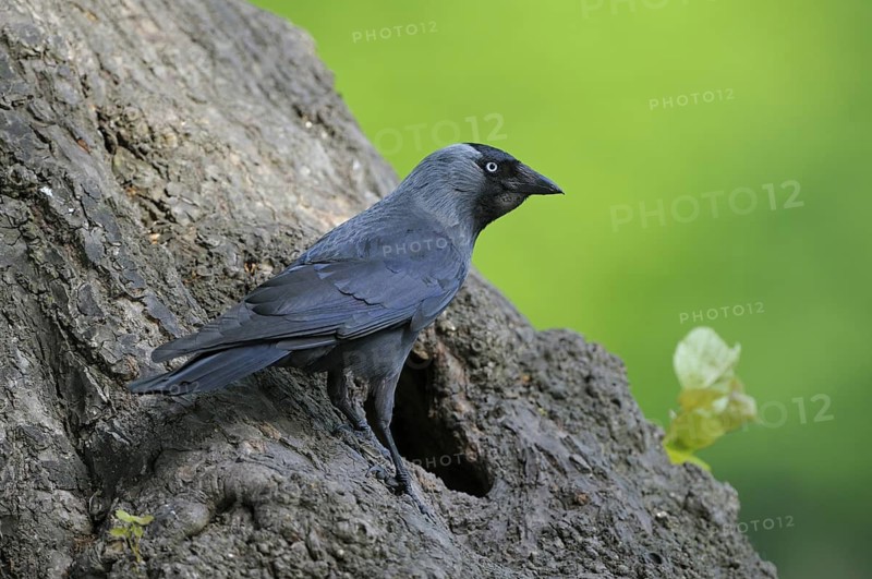 Dohle (Corvus monedula), Jackdaw, Altvogel an der Bruthoehle, Mai, Borken, Muensterland, Nordrhein-Westfalen, Deutschland