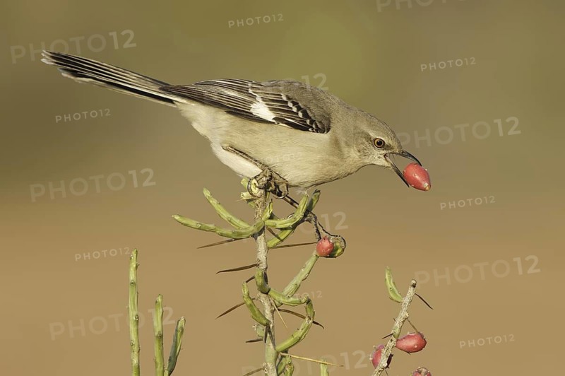 Northern Mockingbird (Mimus polyglottos), Texas, USA