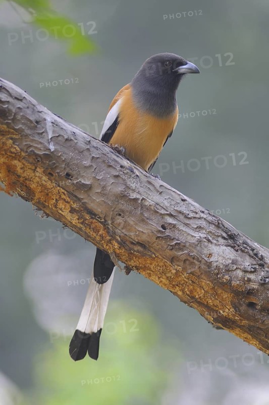 Rufous Treepie (Dendrocitta vagabunda), Keoladeo National Park, India