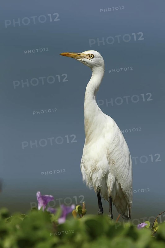 Western Cattle Egret (Bubulcus ibis), Sri Lanka