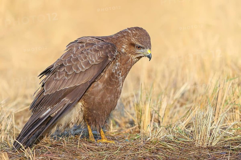 Buzzard (Buteo buteo) standing attentively on the ground, wildlife, side view, animals, birds, bird of prey, nature photography, Siegerland, North Rhine-Westphalia, Germany
