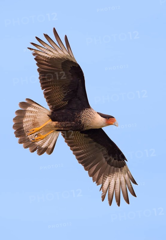 Crested Caracara (Caracara cheriway)