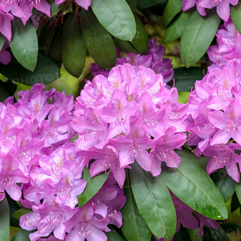 Rhododendron (Rhododendron 'Roseum Elegans'), Rhodo 2014, Germany