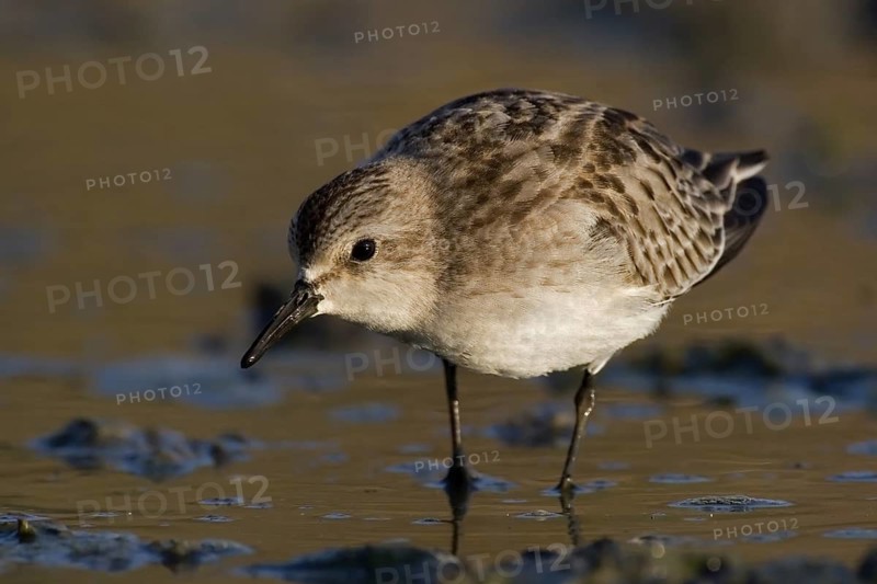 Long-toed Stint (Calidris subminuta) foraging, Western Australia, Australia