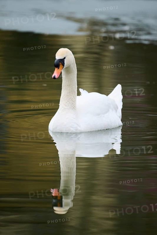 Mute swan (Cygnus olor) swimming in a lake, Bavaria, Germany Europe