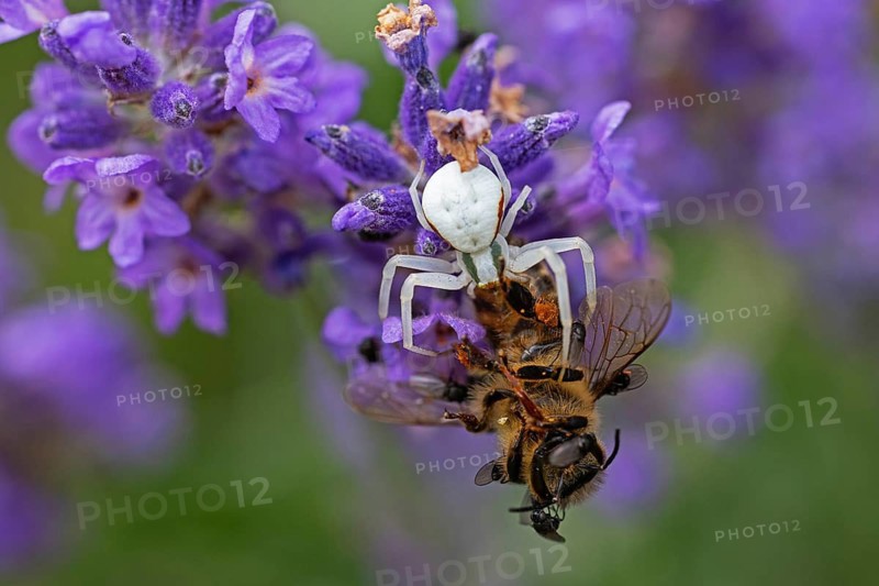 Goldenrod crab spider (Misumena vatia) eats a honey bee, Animals, Insects, Spiders, Baden-Württemberg, Federal Republic of Germany
