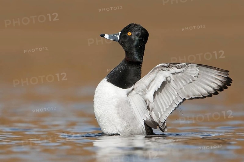 Ring-necked Duck (Aythya collaris) male, British Columbia, Canada