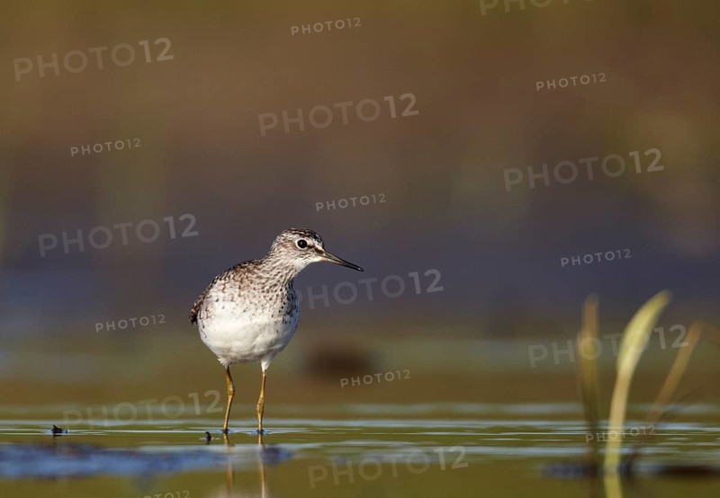Wood Sandpiper (Tringa glareola), Mecklenburg-Western Pomerania, Germany