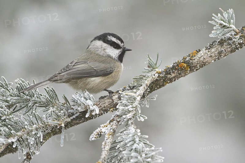 Mountain Chickadee (Poecile gambeli), New Mexico, USA