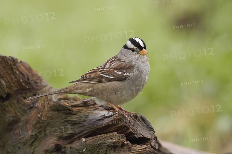 An adult White-crowned Sparrow (Zonotrichia leucophyrs) in winter habitat in Sacramento County California
