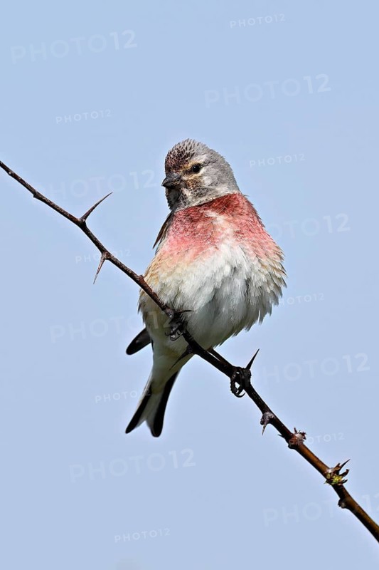 Common linnet (Linaria cannabina), male sitting on a branch, Texel, West Frisian Island, province of North Holland, Netherlands