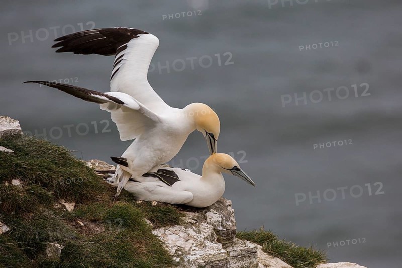 Northern Gannet (Morus bassanus) pair mating, East Yorkshire, United Kingdom