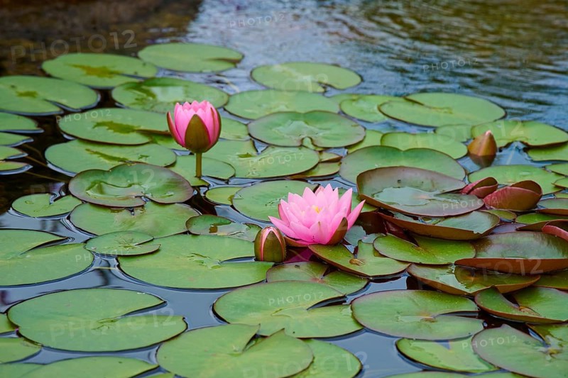 A pond with lily pads and pink flowers floating on the water surface, Germany