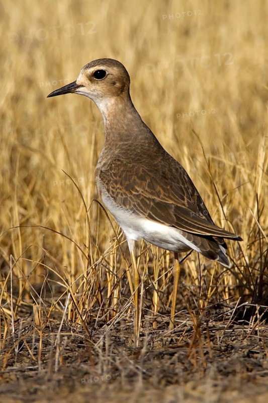 Oriental Plover (Charadrius veredus), Western Australia, Australia