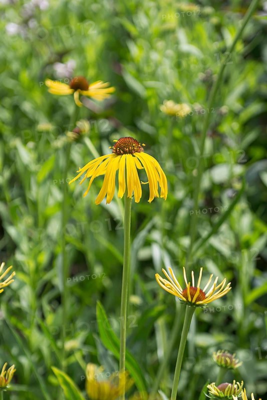 Yellow coneflower (Echinacea paradoxa),  Germany