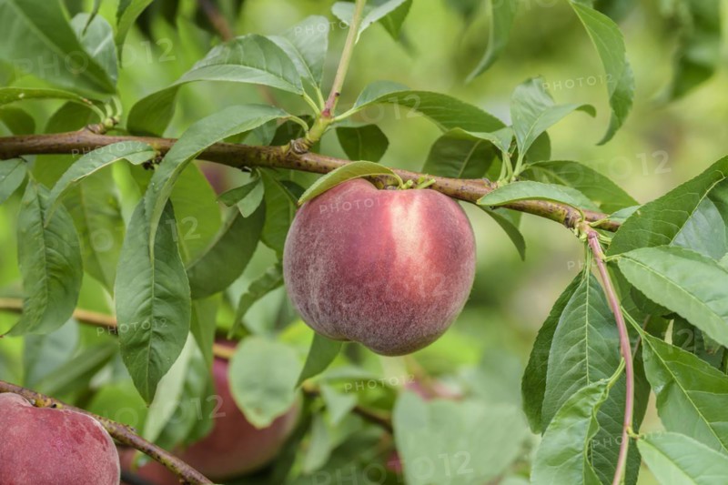 Peach (Prunus persica 'Helene'), Baum- und Rebschule Schreiber KG, Poysdorf, Lower Austria, Austria