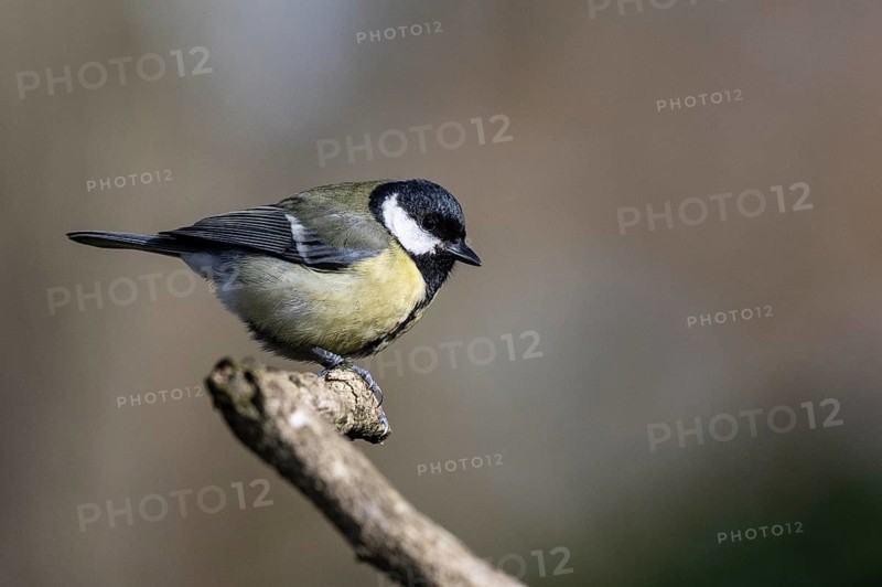 Great Tit (Parus major), Emsland, Lower Saxony, Germany