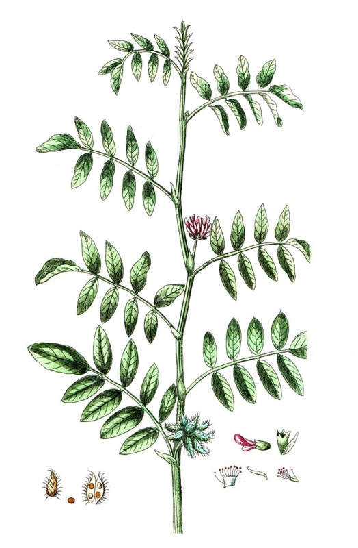 Glycyrrhiza echinata, liquorice, digital reproduction of a historical original, between 1790 and 1810