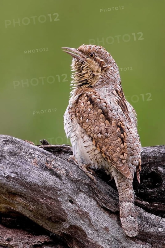 Eurasian Wryneck (Jynx torquilla), Saxony-Anhalt, Germany