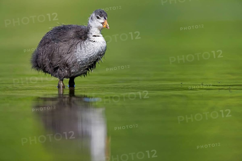 Eurasian Coot, Eurasian Coot, Common Coot, Fulica atra, Foulque macroule, Focha Común, Rosensteinpark, Stuttgart, Baden-Württemberg, Germany