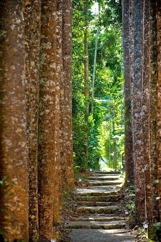 Avenue of kauri (Agathis australis), rainforest, forest, tree, tropical, tropical, Paronella Park, Innisfail, Queensland, Australia