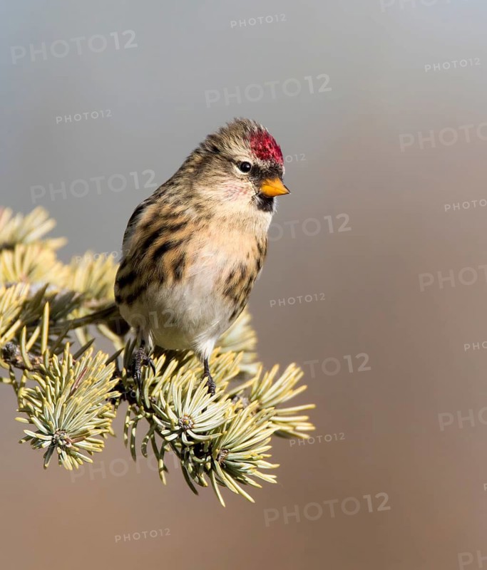 Common Redpoll, Acanthis flammea, perches on a spruce tree, in Saskatchewan, Canada