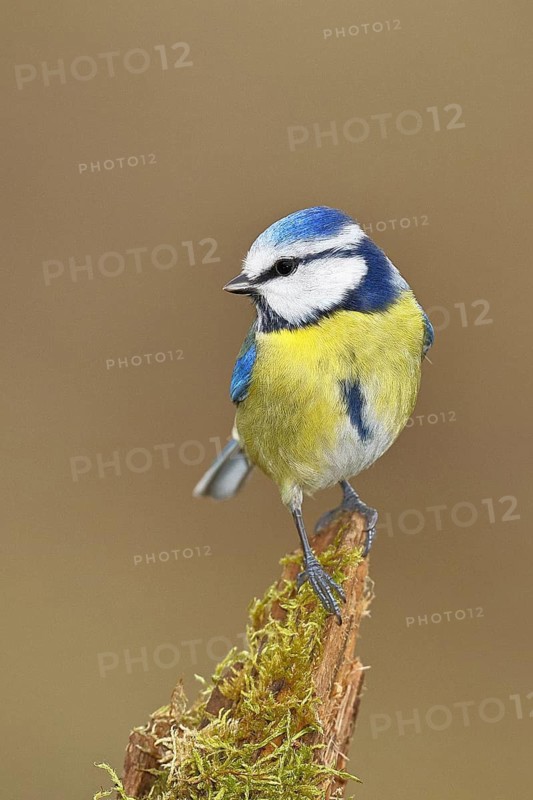 Blue tit (Parus caeruleus), sitting on moss-covered dead wood, Wilnsdorf, North Rhine-Westphalia, Germany