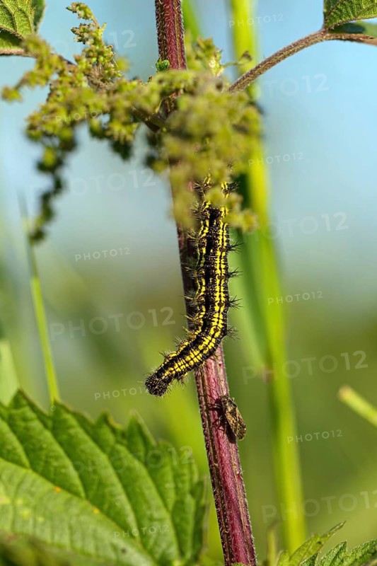 Caterpillar, Small tortoiseshell, (Aglais urticae), Butterfly, Butterfly, Lepidoptera, Insect, Macro Feldberg region, Black Forest, Baden-Württemberg, Germany