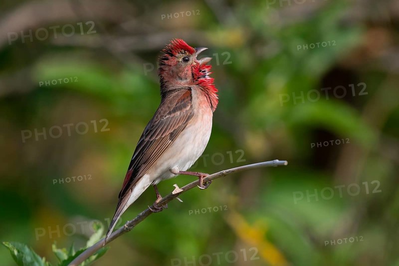 Common Rosefinch (Carpodacus erythrinus) male singing, Mecklenburg-Western Pomerania, Germany