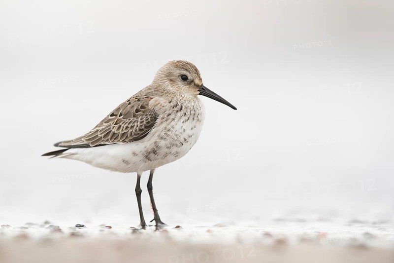 Dunlin (Calidris alpina), Mecklenburg-Western Pomerania, Germany