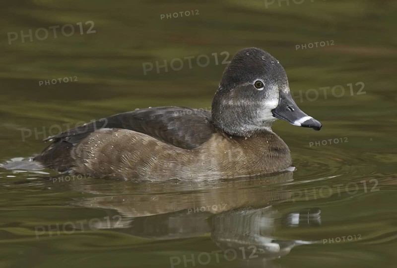 Ring-necked Duck (Aythya collaris) female, Arizona, USA