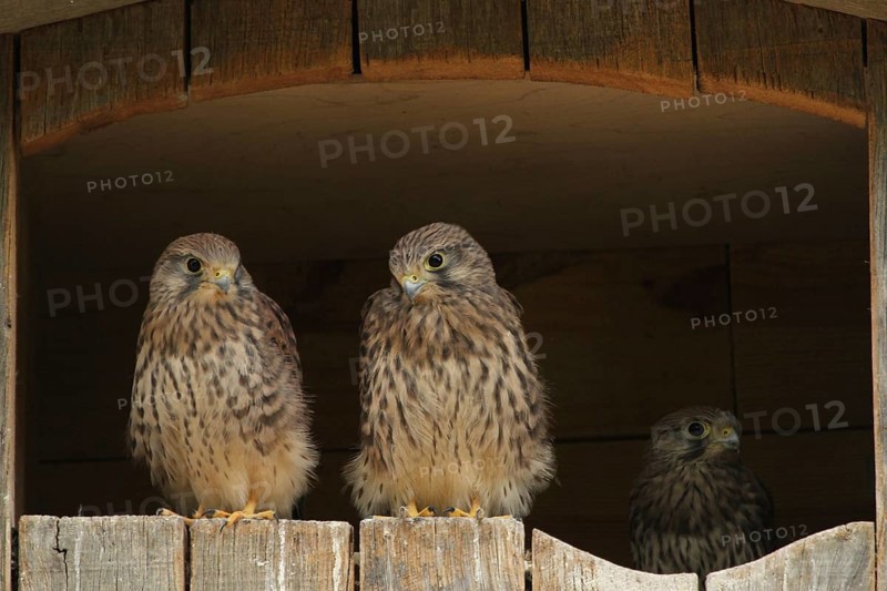 Common Kestrel (Falco tinnunculus) juvenile, Lower Saxony, Germany