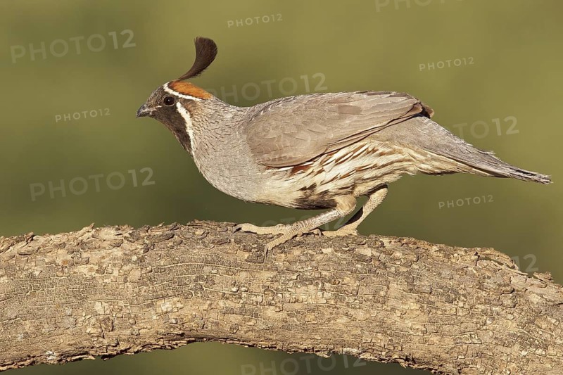 Gambel's Quail (Callipepla gambelii) perched on a branch in southern Arizona, USA