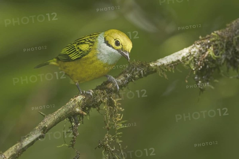 Silver-throated Tanager (Tangara icterocephala), Ecuador