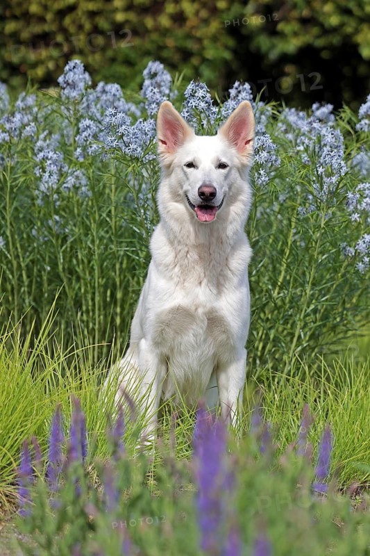 White Swiss Shepherd Dog