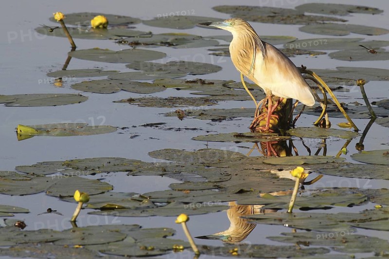 Squacco Heron (Ardeola ralloides), Aargau, Switzerland